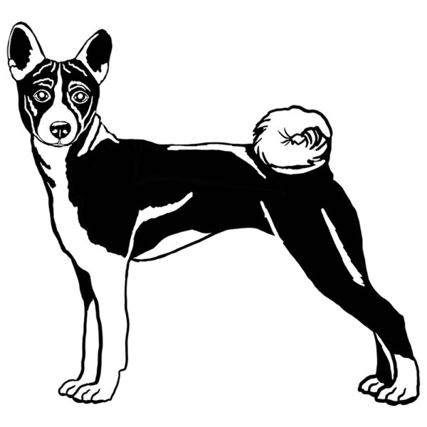Basenji