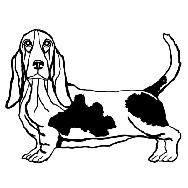 Bassett Hound