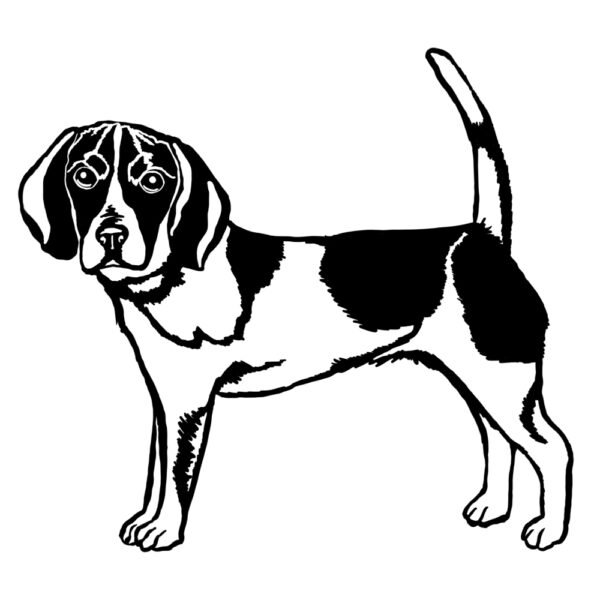 Beagle