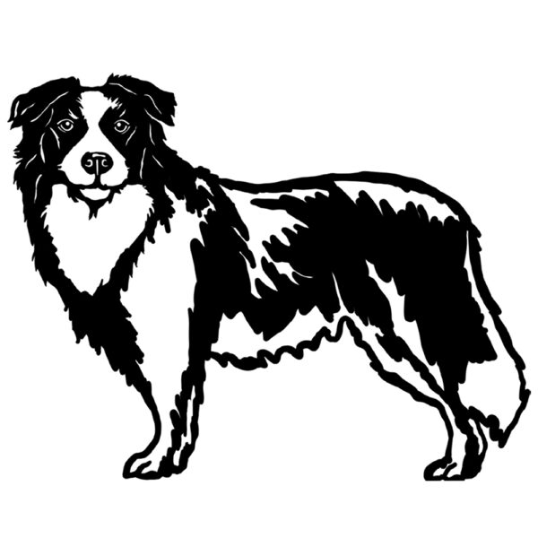 Border Collie