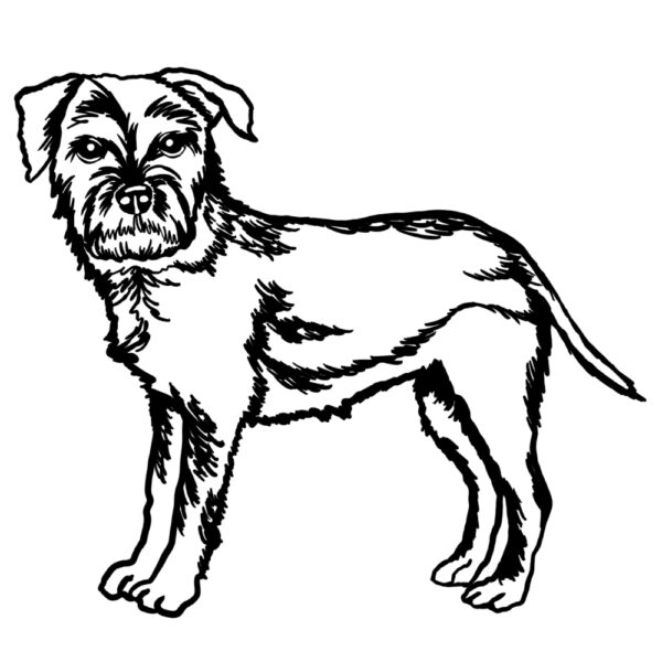 Border Terrier