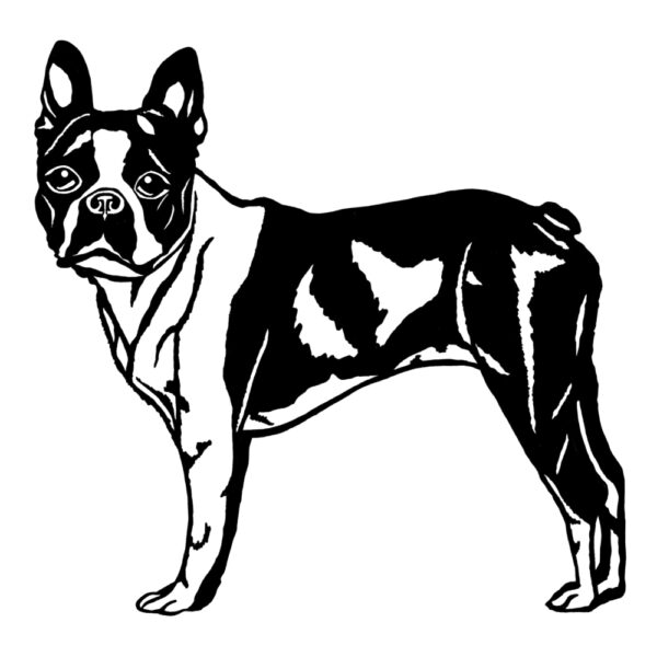 Boston Terrier