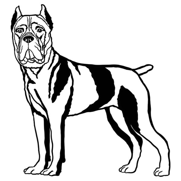 Cane Corso