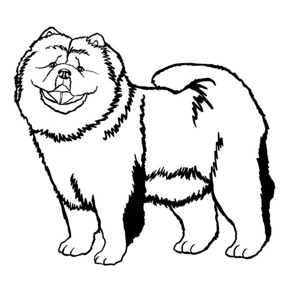 Chow Chow