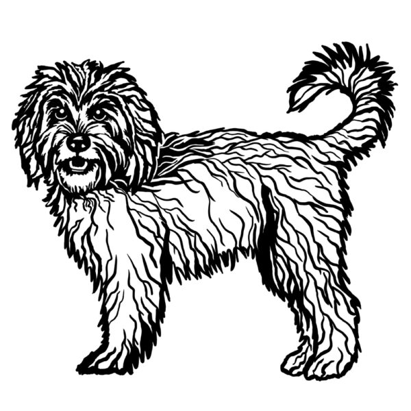 Cockapoo