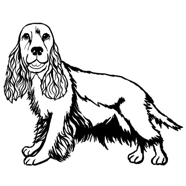 Cocker Spaniel