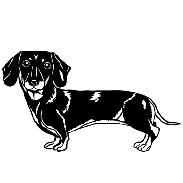 Dachshund