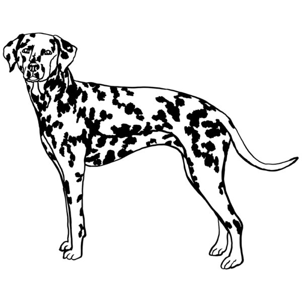 Dalmation