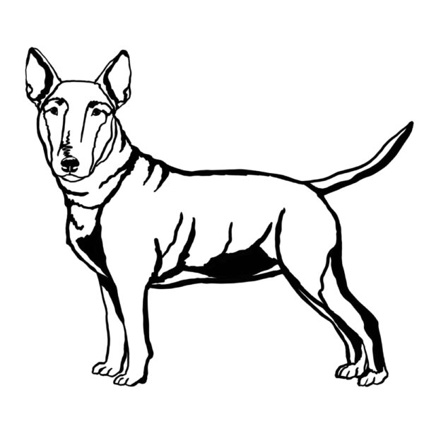English Bull Terrier