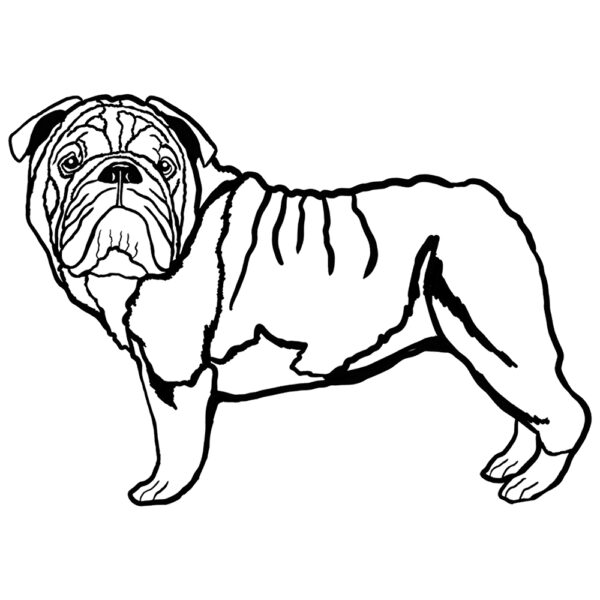 English Bulldog