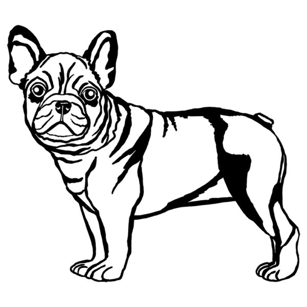 French Bulldog