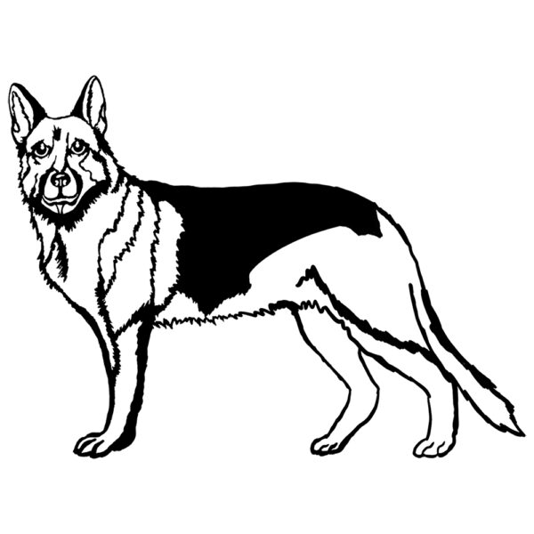 German Shepherd (straight back)