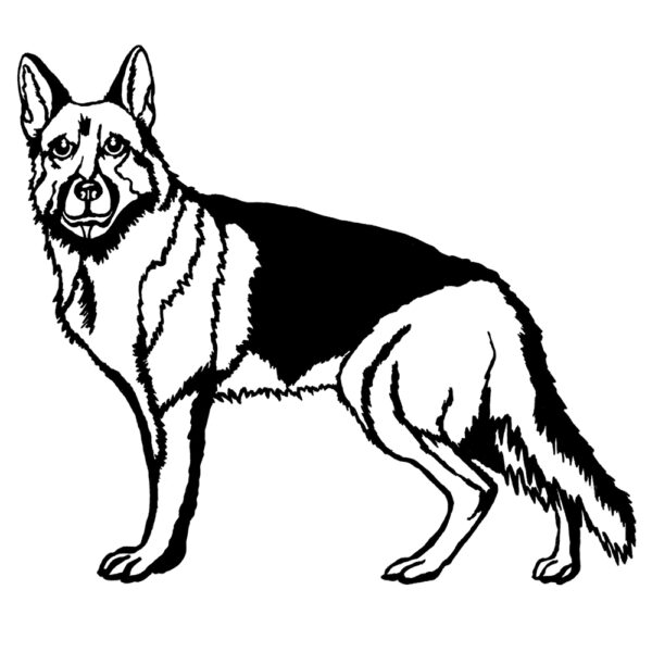 German Shepherd