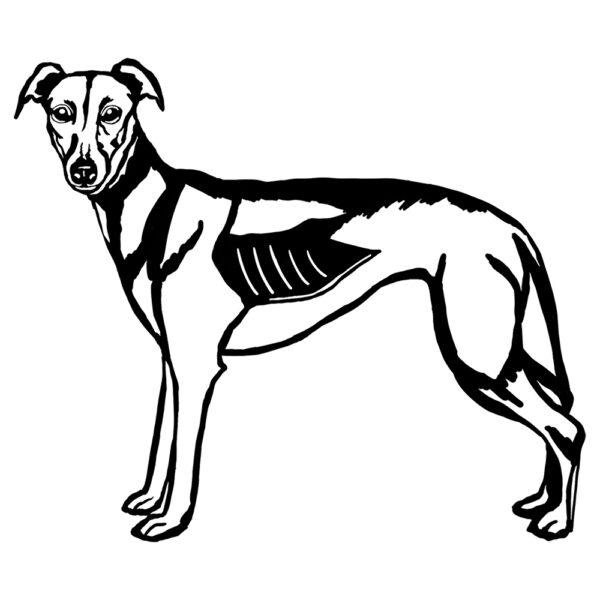 Greyhound