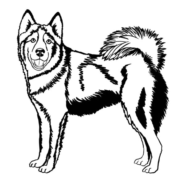 Husky