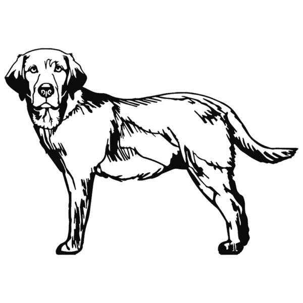 Labrador
