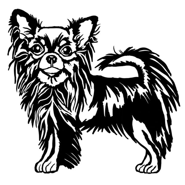 Long haired Chihuahua