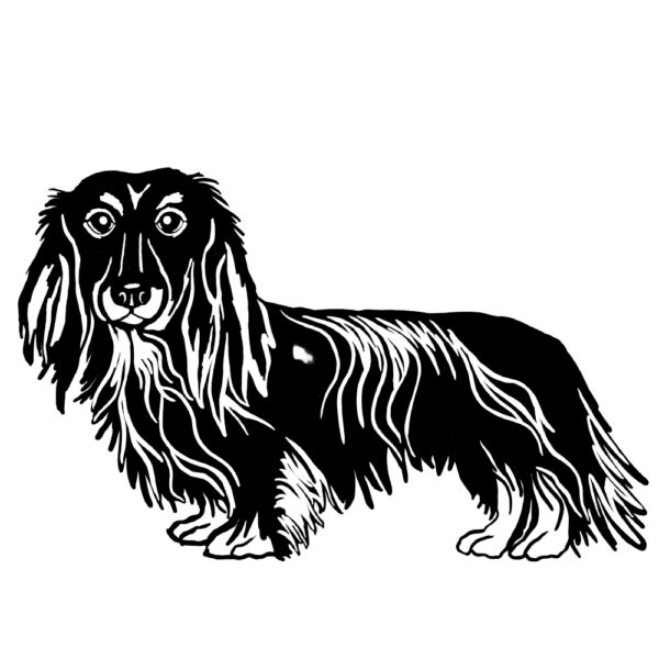 Long haired Dachshund