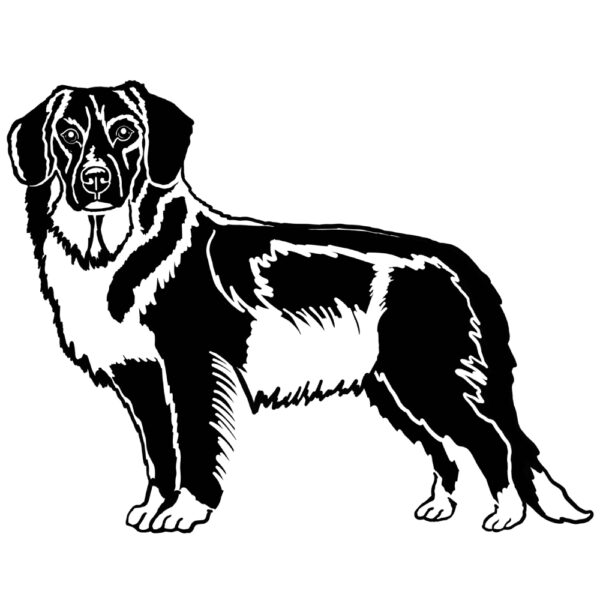 Nova Scotia Duck Tolling Retriever