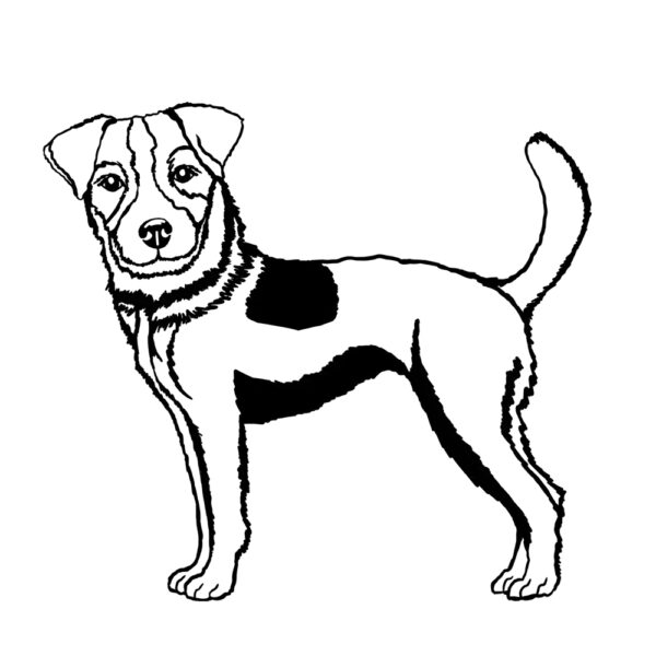 Parson Jack Russell
