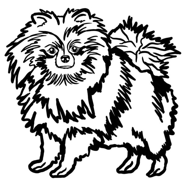 Pomeranian