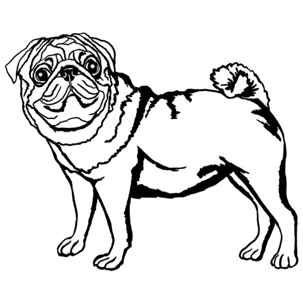 Pug