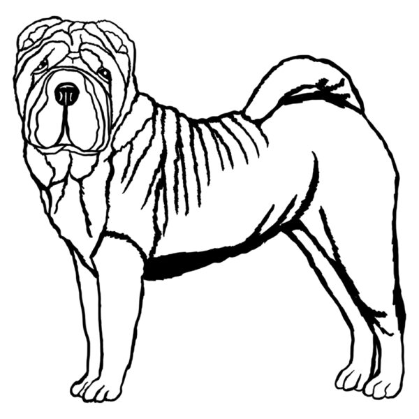Sharpei