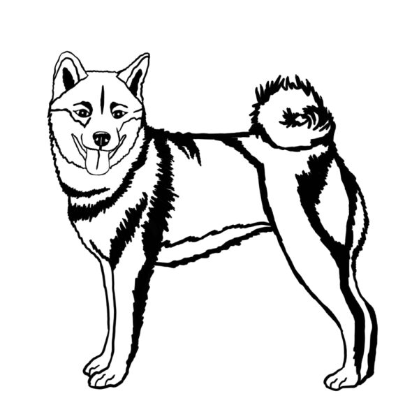 Shiba Inu