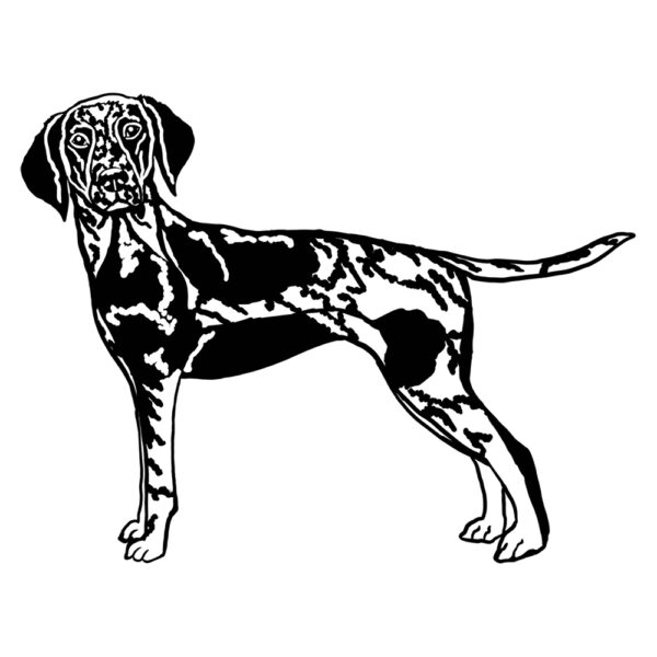 Short haired Pointer