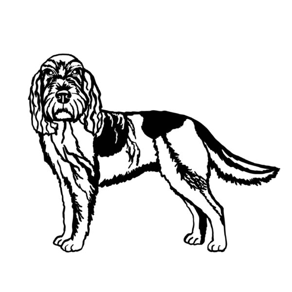 Spinone