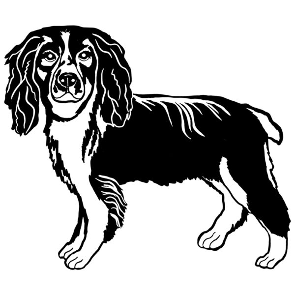 Springer Spaniel