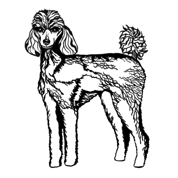 Standard Poodle