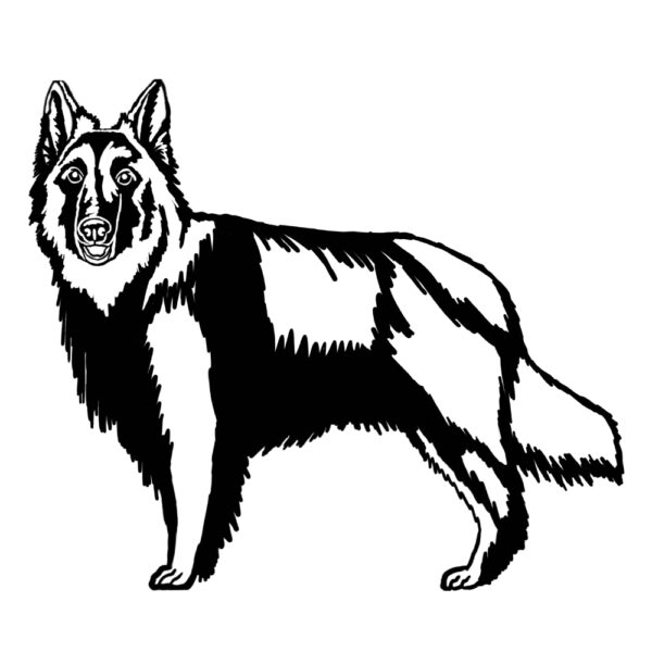 Tervuren Belgian Shepherd