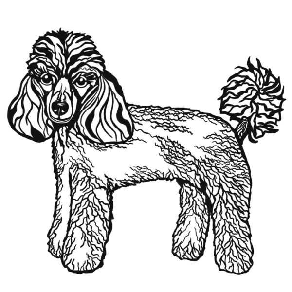 Toy Poodle