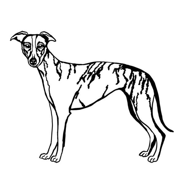 Whippet