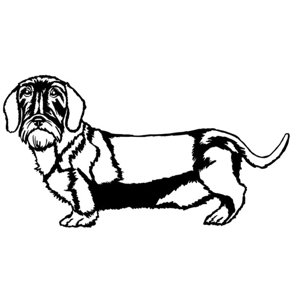 Wired haired Dachshund